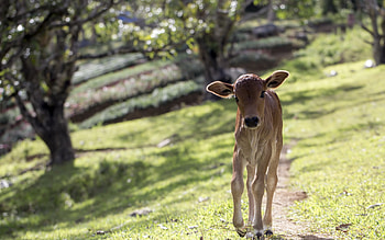 Calf, Farm Animals HD wallpaper