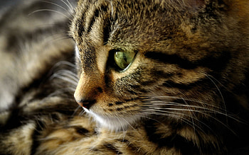 Sweet Kitty, kitten, kitty, graphy, cats, cute, beauty, animals, adorable, sweet, eyes, cat, beautiful, cat face, pretty, green, lovely, green eyes, eye HD wallpaper