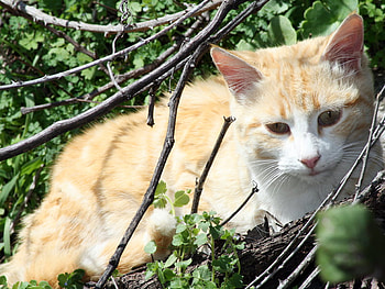 Miauuuu ;), sunshine, white, cats, summer, animals, light, green, felines, forever HD wallpaper