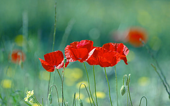 Flowers, Poppies, Blur, Smooth, Field HD wallpaper
