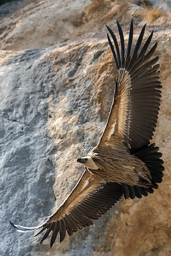Pin on V for, Vulture bird, Striking HD phone wallpaper