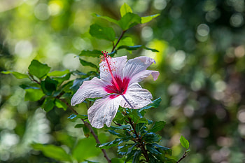 Hibiscus, Bush, Leaves, Flower, Pink HD wallpaper