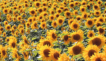sunflowers, yellow, flower, flowers, sunflower HD wallpaper