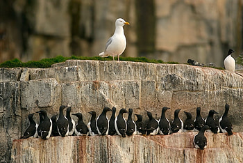 The Guardian, birds, seagull, guardian, lovely, rock HD wallpaper