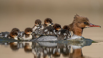 Common Merganser, animal, water, bird HD wallpaper