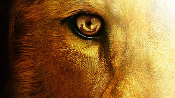 Voyage of the Dawn Treader, Fantasy lion, Eyes HD wallpaper