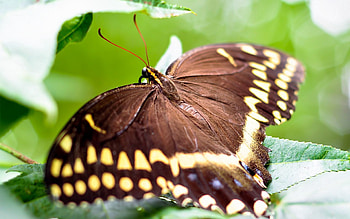 Leaves, Macro, Color, Butterfly, Wings HD wallpaper