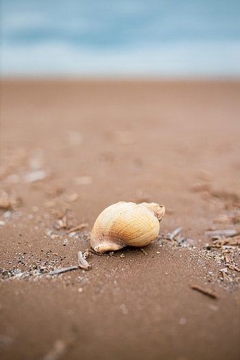 Beach, Sand, Macro, Coast, Shell HD phone wallpaper