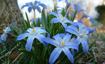 Beautiful flowers, beauty, flower HD wallpaper