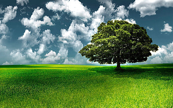 Nature, Grass, Sky, Clouds, Wood, Tree HD wallpaper