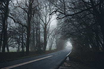Misty country road flanked by bare trees in a foggy, eerie forest setting. HD wallpaper