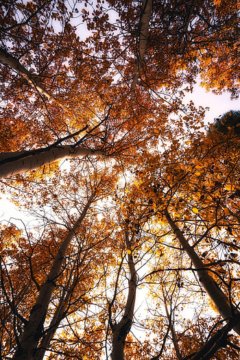 Nature, Trees, Sky, Autumn, Top, Tops HD phone wallpaper