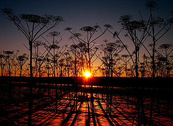 Plants, Landscape, Nature, Sunset HD wallpaper