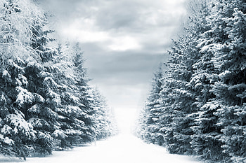 Winter wonderland, Snow-covered forest, Serene spruce trees, Cozy atmosphere HD wallpaper