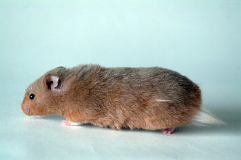 Animals, Fluffy, Thick, Fat, Hamster HD wallpaper
