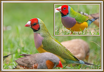 FRAMED BIRDS, BIRDS, NATURE, , FRAMED HD wallpaper