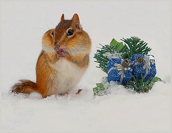 Christmas is for everyone, stripes, full cheeks, chipmunk, presents, brown black and white, snow HD wallpaper