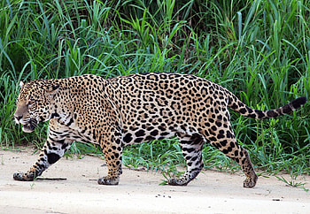 Jaguar, cat, feline, forest HD wallpaper