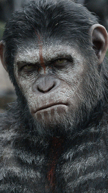 Planet of the Apes, , Movie franchise HD phone wallpaper