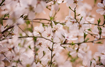 Plants, Flowers, Background HD wallpaper