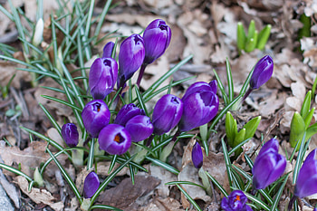 Flowers, Grass, Crocus, Saffron HD wallpaper