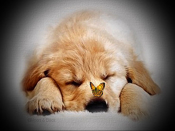 Soft landing, puppy, black, butterfly, yellow, landing, sleeping, nose HD wallpaper
