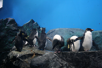 Elegent looking Penguin in Singapore, penguin, rest, hillok, ice HD wallpaper
