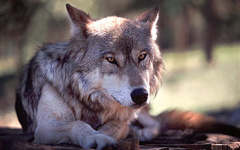 Wolf resting, animal, yellow eyes, resting, nature, worlf HD wallpaper