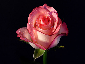 Flowers, Background, Drops, Flower, Rose Flower, Rose, Bud, Stem, Stalk HD wallpaper
