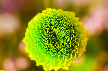 Flower, Macro, Bud, Close-Up, Light Green, Salad HD wallpaper
