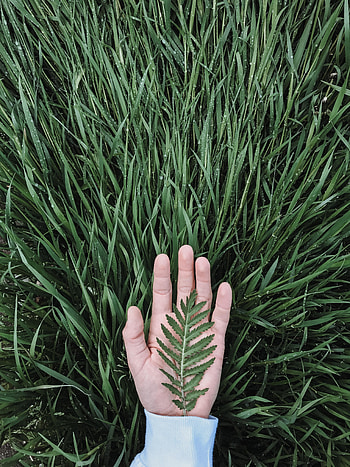 Grass, Drops, Hand, Miscellanea, Miscellaneous, Sheet, Leaf HD phone wallpaper
