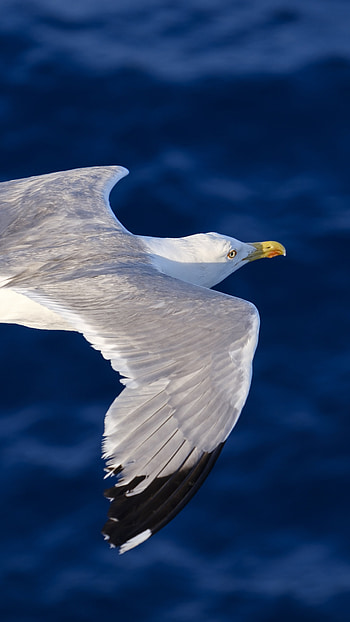 Seagull, Flying, Xperia HD phone wallpaper