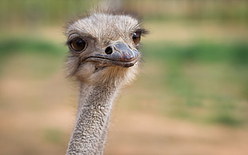 birds ostriches, Closeup animals, African wildlife, Large avian species HD wallpaper
