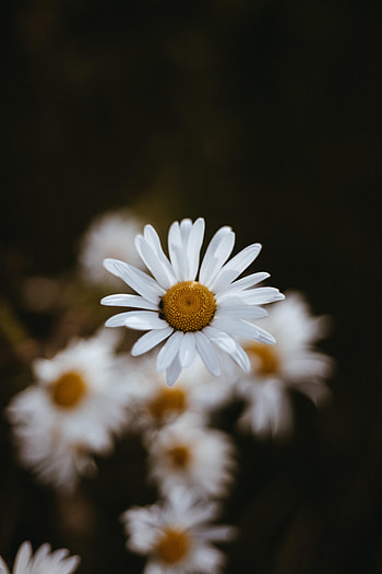 Flowers, Camomile, Macro, Petals, Focus, Chamomile HD phone wallpaper
