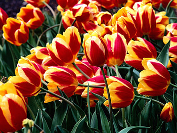 Flowers, Tulips, Drops, Greens, Flower Bed, Flowerbed, Freshness, Mottled, Variegated HD wallpaper