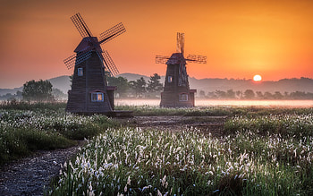 Windmills at Sunrise, mist, meadow, sunrise, windmills, bentgrass HD wallpaper