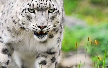 Beauti Snowleopard, cats, cat, white, leopard HD wallpaper