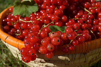 Food, Berries, Currant, Basket, Ripe, Red Currants, Redcurrant HD wallpaper