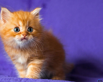 Red Kitten, animal, kitten, red, cat, fluffy HD wallpaper