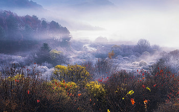Morning Mist, mist, fog, nature, Morning HD wallpaper