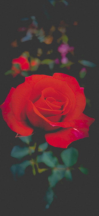 Pic by Ashok, pink, petal HD phone wallpaper