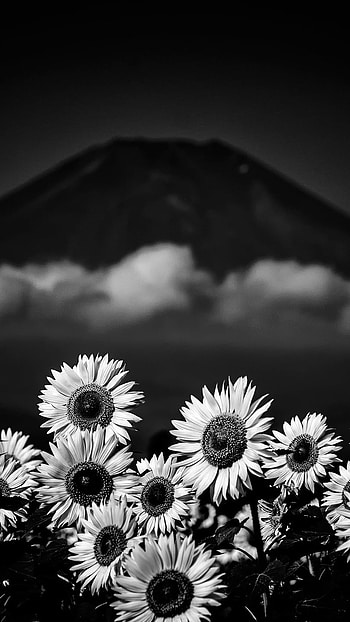 Black Flowers, Flowers, Scenery HD phone wallpaper
