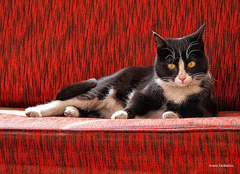 black-white, eyes, cat, white, black HD wallpaper