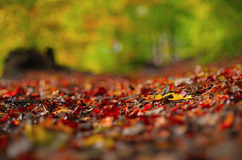 Background, Autumn, Macro, Surface, Foliage HD wallpaper