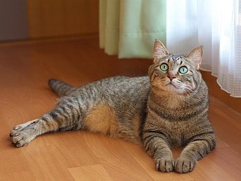 Beautiful tabby., animal, pose, cute, cat, tabby HD wallpaper