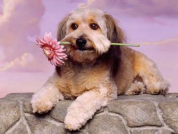 Animals, Flower, Dog, Muzzle, Waiting, Expectation HD wallpaper