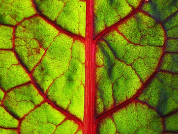 Macro, Sheet, Leaf, Form, Stripes, Streaks, Division HD wallpaper
