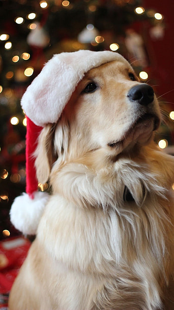 Cute Christmas, Dog HD phone wallpaper