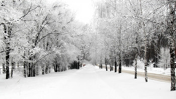 Winter, Nature, Sky, Snow, Birches, Alley, Frost, Hoarfrost, Track, Merge, Confluence HD wallpaper