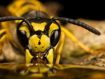 Bee, animals, isects HD wallpaper
